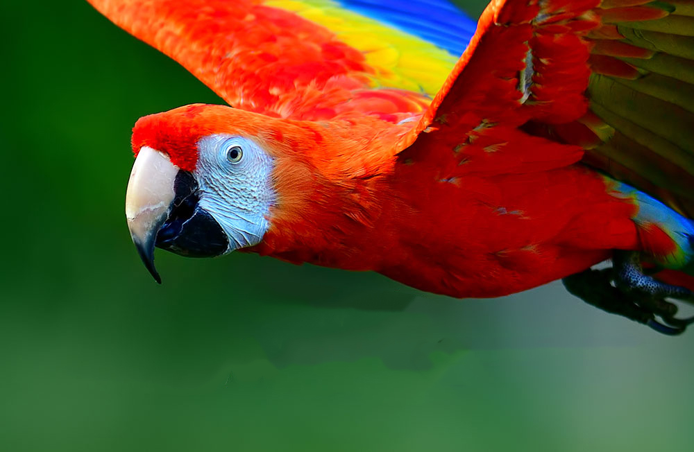 Ready to macaw